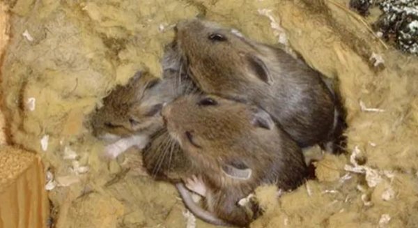 rodents in the attic